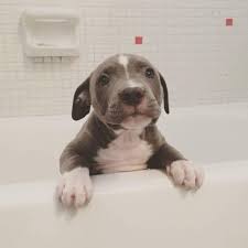 Adrian Garro Rojas (adriang97)