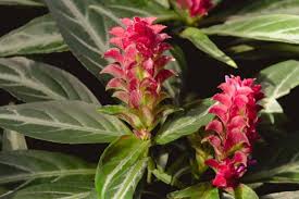 Image result for Justicia salvioides