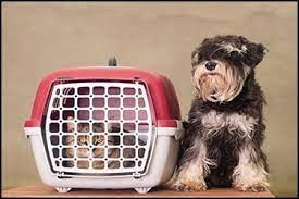 Uk and european pet courier service by road. Pet Courier Service We Fly With Your Pets Pets2fly