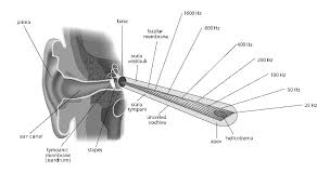 Image result for Cochlea