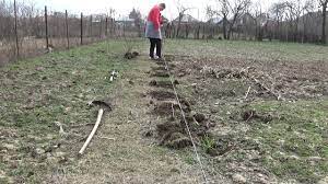 Gabriel achim are 30 de ani și se mândrește cu una dintre puținele pepiniere de zmeură și mure din țară. Plantare Zmeura 12 03 2018 Youtube