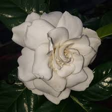 Image result for Gardenia 2012 MiTo