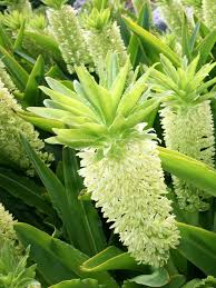 Image result for Eucomis autumnalis
