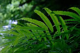 Image result for Pteris auquieri