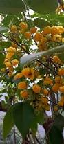 Image result for Cassia abbreviata