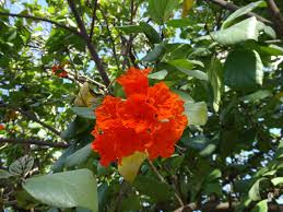 Image result for Cordia sp.A.