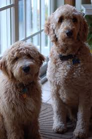 Red is my collar and my family lives in san francisco. F1b Goldendoodle A Perfect Pet