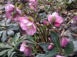Hellebore Madame Lemonnier Creation Francaise Et Normande Paris Cote Jardin Fleur Hiver Rose De Noel Jardins