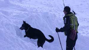 Que dans les armées ; Foix Chiens D Avalanche Un Ariegeois Forme Les Maitres Ladepeche Fr