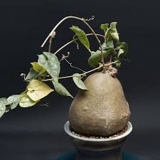 Image result for Gerrardanthus lobatus