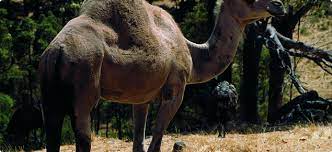 Camels are pictured on an australian camel dairy farm in april 2016. Feral Camel Agriculture And Food