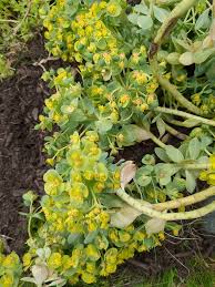 Image result for Euphorbia transvaalensis