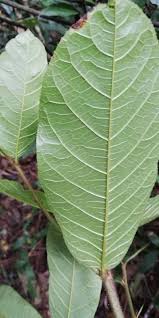 Image result for Antiaris toxicaria