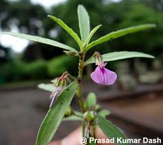 Image result for Afrohybanthus enneaspermus