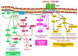 Phosphorylation glycosylation cleavage deamination methylation demethylation dephosphorylation. Frontiers The Chemokine Receptor Ccr7 Uses Distinct Signaling Modules With Biased Functionality To Regulate Dendritic Cells Immunology