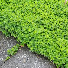 Teucrium Chamaedrys Nanum Perennials Garden Herbs