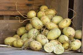 Image result for Cucumis anguria