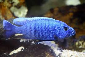 More images for electric blue peacock african cichlids » Electric Blue Hap Sciaenochromis Ahli Care Sheet Aquariadise