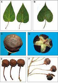 Image result for Thespesia populneoides