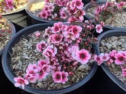 Image result for Leptospermum scoparium