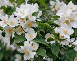 Je nach sorte blüht falscher jasmin von mai bis juli. Pfeifenstrauch Pflanzen Und Pflegen Mein Schoner Garten