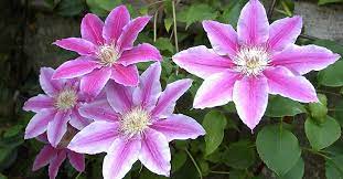 We did not find results for: Clematis Hybride Dr Ruppel