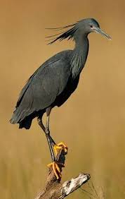 Very Small Birds Of South Africa Black Egret Egretta Ardesiaca Nylsvley South Africa By Warwick Tarboton Co Za South African Birds Birds Pet Birds