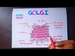 How To Draw And Label Golgi Apparatus Step By Step Tutorial Youtube Biology Diagrams Science Diagrams Body Diagram