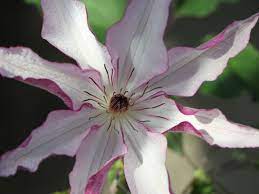 Raised by we open the clematises celebration week with a look at the top cultivars, top comments, most thumbed images. Clematis Omoshiro Clematis Omoshiro Baumschule Horstmann