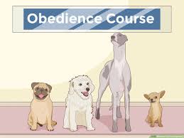 #greyhoundmovie, starring @tomhanks, coming july 10 to apple tv+. How To Train A Greyhound 15 Steps With Pictures Wikihow