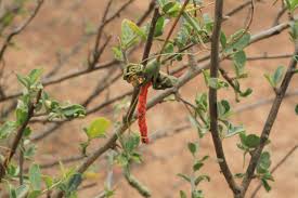 Image result for Cadaba termitaria