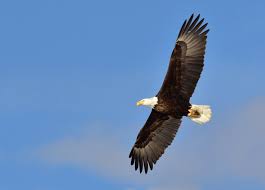 Status, they have been ranked as recovered since 2007. Where To See Bald Eagles In Texas Birdinglocations