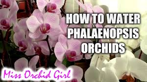 I want to prune it when it is safe to. How To Water Phalaenopsis Orchids Tips For A Healthy Orchid Youtube