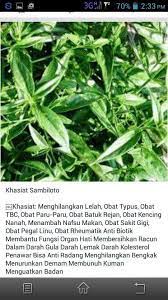 Khasiat Sambiloto Herbal Tanaman Obat Obat Alami Kesehatan
