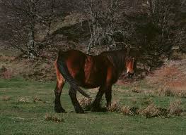 Les Soins Des Chevaux En Hiver Ce Qu Il Faut Savoir
