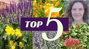 Maybe you would like to learn more about one of these? Top Five Flowering Perennials For Colorado S Front Range Colorado Yard Care