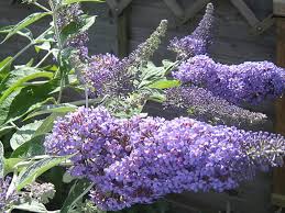 Image result for Buddleja pulchella