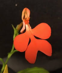 Image result for Habenaria disparilis