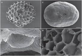 Image result for Pauridiantha