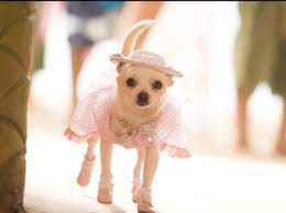 Beverly Hills Chihuahua The Movie Buy Chloe S Wardrobe Of Cute Chihuahua Clothes At The Famous Chihuahua Cute Chihuahua Beverly Hills Chihuahua Chihuahua Love
