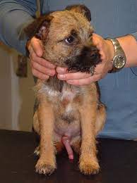 Does a man go through menopause? Penile Entrapment In Dogs Vetlexicon Canis From Vetlexicon Definitive Veterinary Intelligence