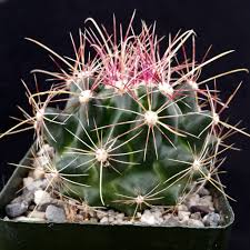 Ferocactus Hamatocactus Hamatacanthus Cactus Plants Cactus Succulents