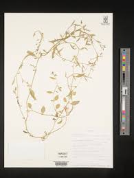 Image result for Lobelia fervens