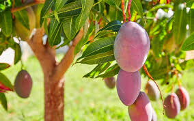 Come si mangia il mango (e come tagliarlo) prima di consumare il mango, devi ovviamente pulirlo. Mango Frutto Come Si Mangia Ricette E Proprieta Ortofrutta Com
