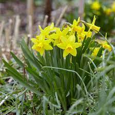 A tall but drooping flowered type lysimachia clethroides; Tete A Tete Miniature Daffodil Bulbs Narcissus Tete A Tete High Country Gardens