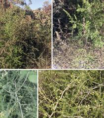 Image result for Asparagus aspergillus