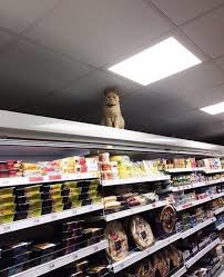 Went To The Local Grocery Store When I Saw This Smartcat Joke Groceryshopping Katzen Bilder Katzenbilder Katzen