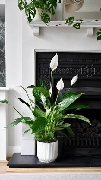 Peace Lily
