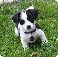 Black And White Maltese She Was Brought In Stray To A Very High Volume High Kill Shelter Where We Rescued Her Beagle Pet Adoption Pets