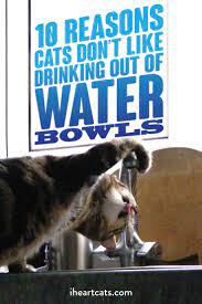 Your Cat Needs A Different Way To Get Her Water Cat Facts Cat Jokes Cat Behavior Facts